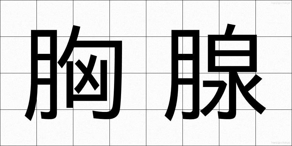 胸腺 (きょうせん)