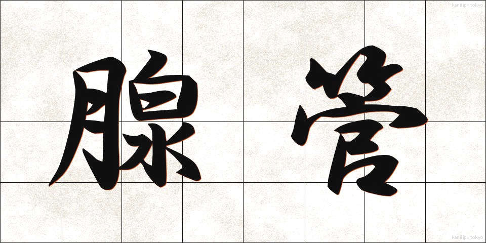 腺管 (せんかん)