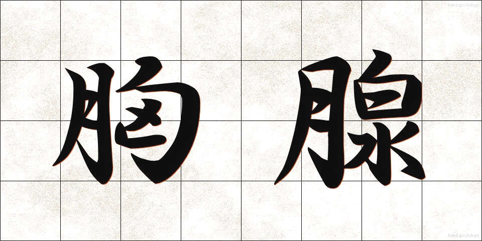 胸腺 (きょうせん)