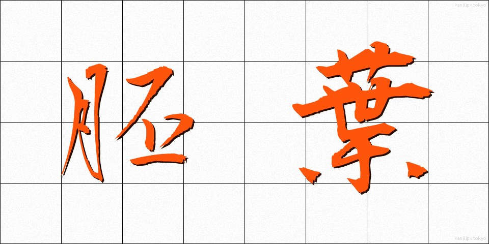 胚葉 (はいよう)