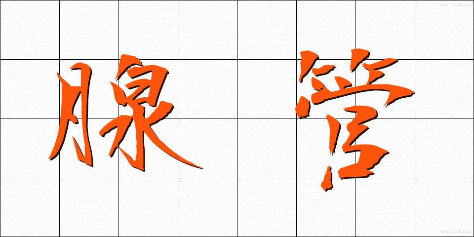 腺管 (せんかん)