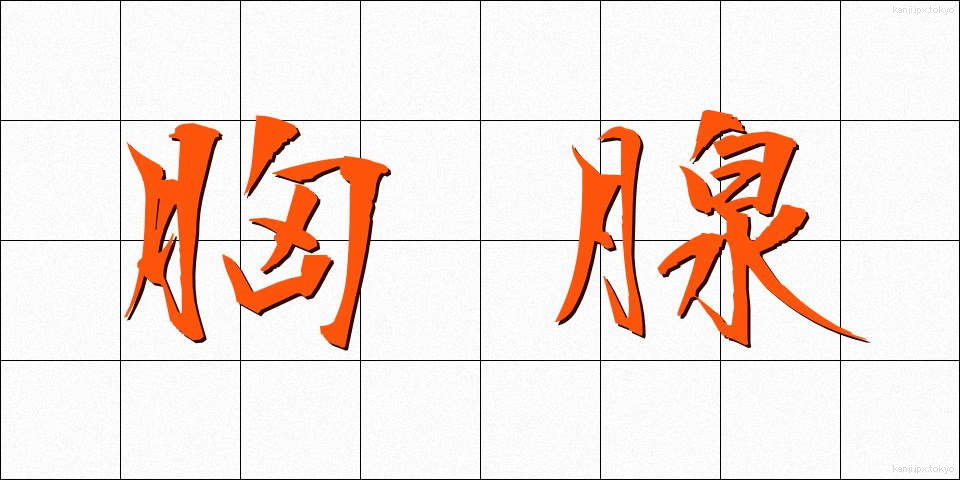 胸腺 (きょうせん)