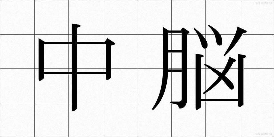 中脳 (ちゅうのう)