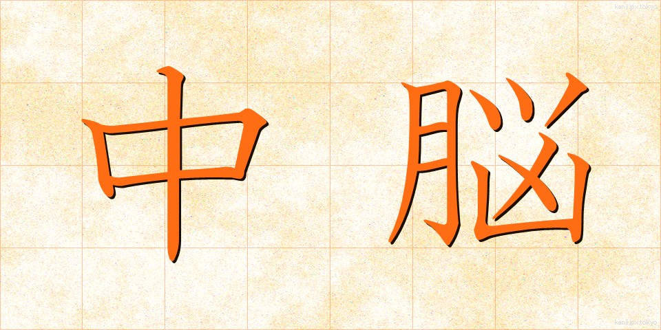 中脳 (ちゅうのう)