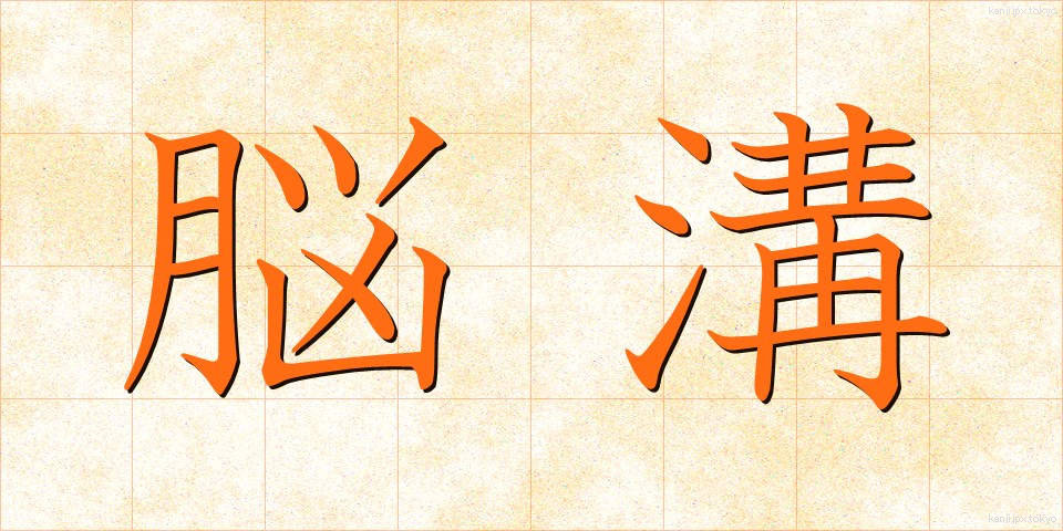 脳溝 (のうこう)