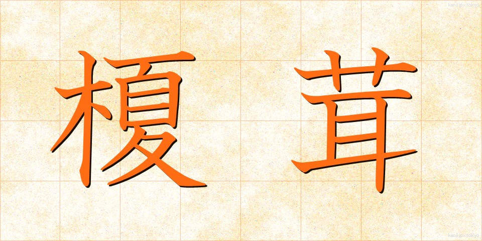 榎茸 (えのきたけ)