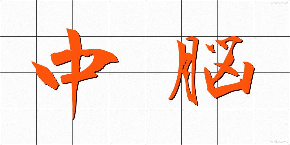 中脳 (ちゅうのう)