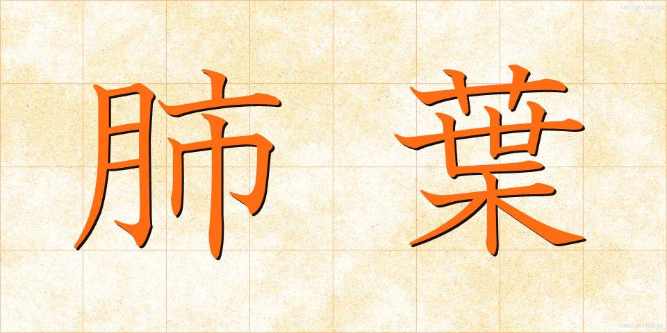 肺葉 (はいよう)