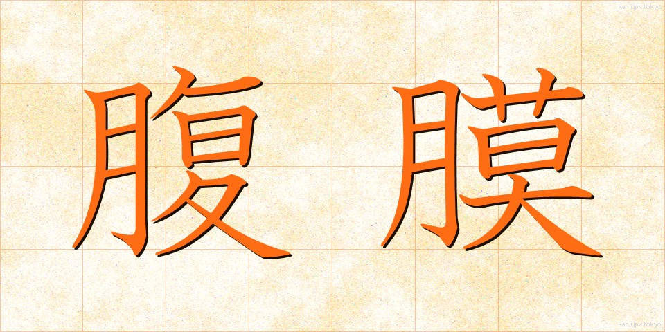腹膜 (ふくまく)