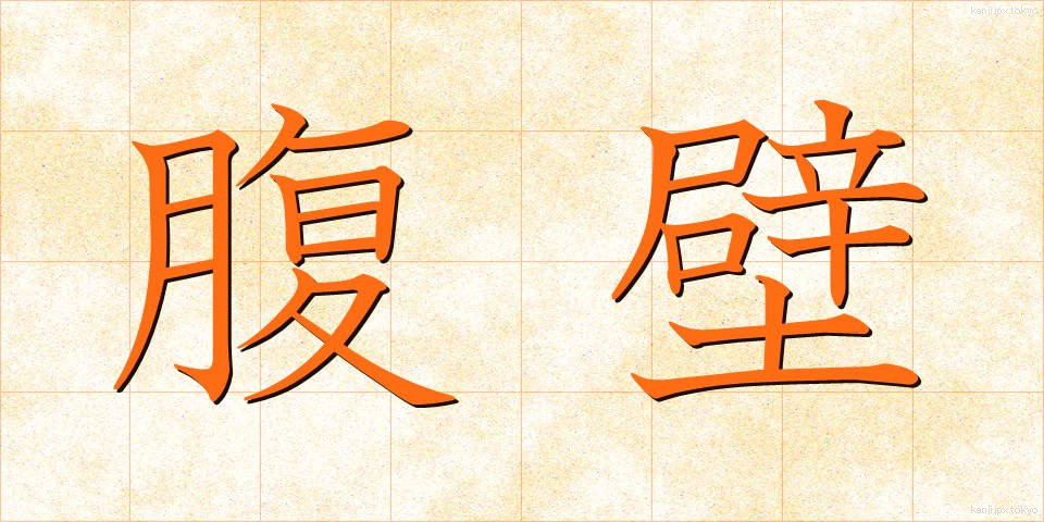 腹壁 (ふくへき)