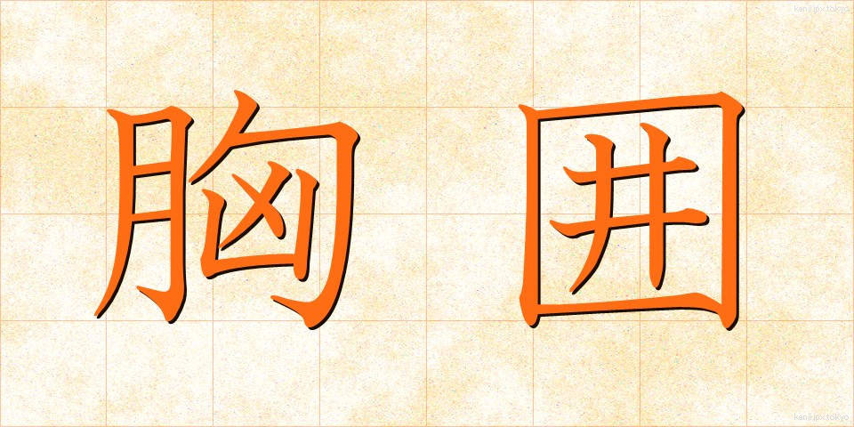 胸囲 (きょうい)