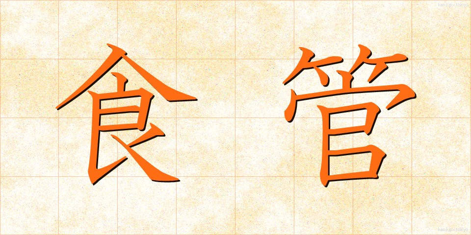 食管 (しょっかん)