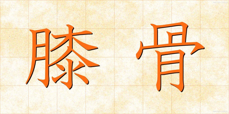 膝骨 (しっこつ)