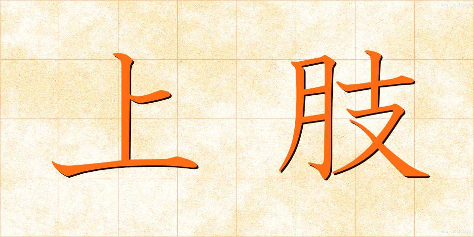 上肢 (じょうし)