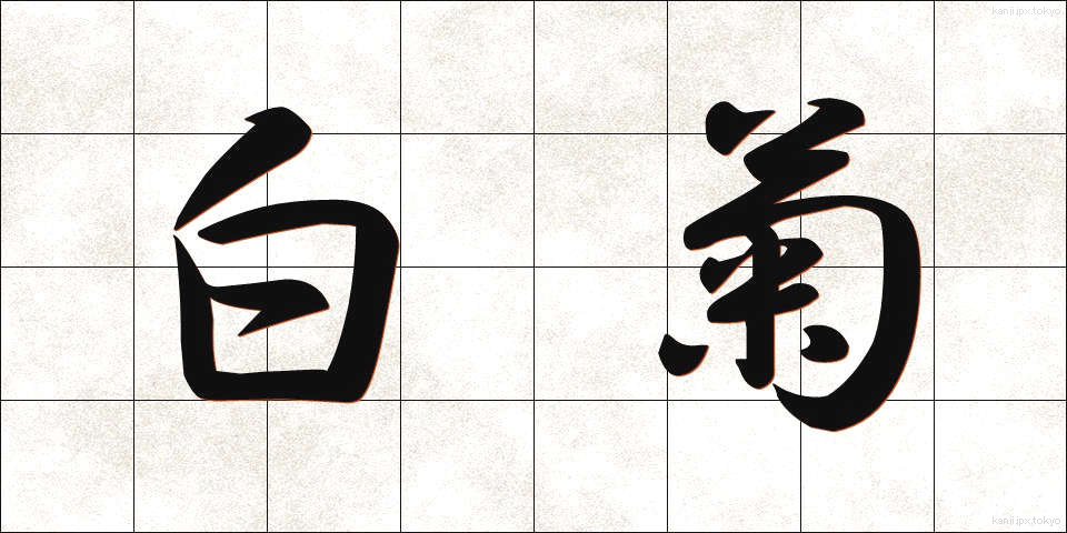 白菊 (しらぎく)