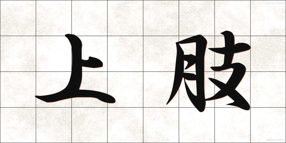 上肢 (じょうし)