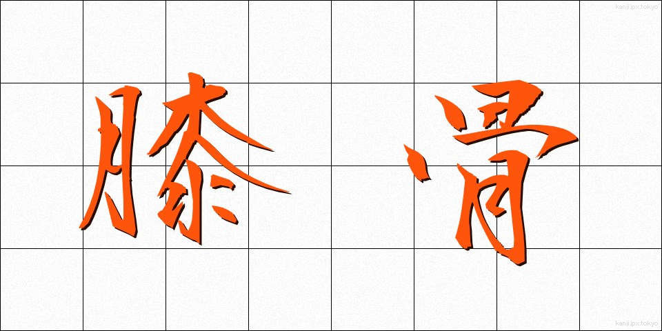 膝骨 (しっこつ)
