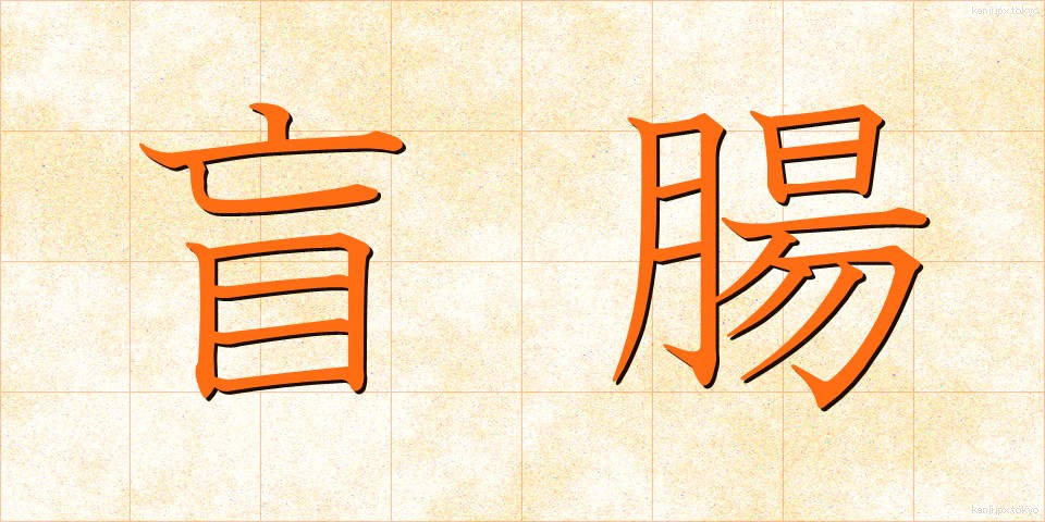 盲腸 (もうちょう)