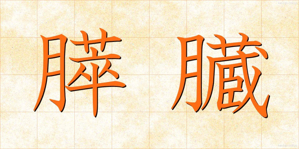膵臓 (すいぞう)