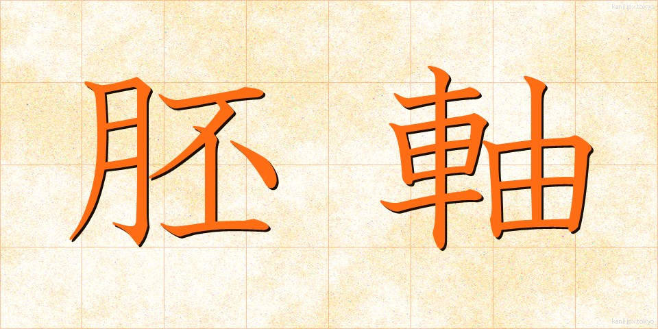 胚軸 (はいじく)