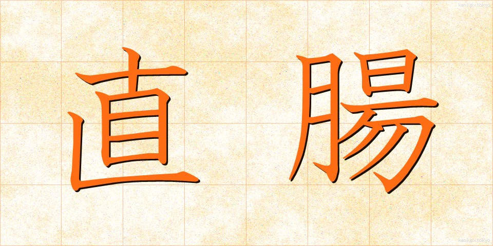 直腸 (ちょくちょう)