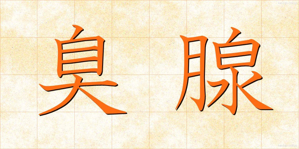 臭腺 (しゅうせん)