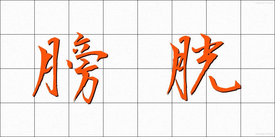 膀胱 (ぼうこう)