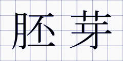 胚芽