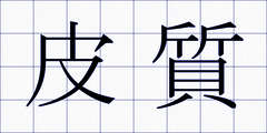 皮質