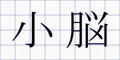 小脳