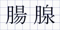 腸腺