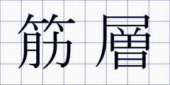 筋層