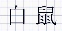 白鼠