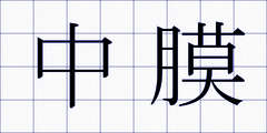 中膜