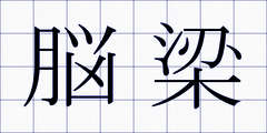 脳梁