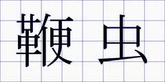 鞭虫