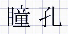 瞳孔