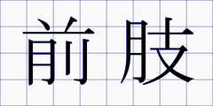 前肢