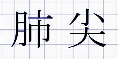 肺尖