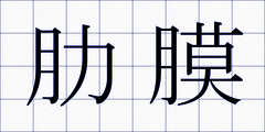 肋膜