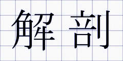 解剖