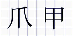 爪甲