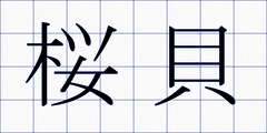 桜貝