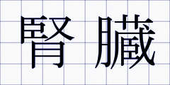 腎臓