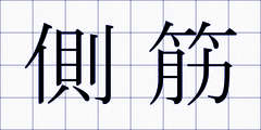側筋