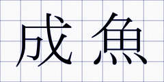 成魚