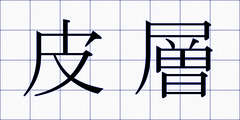 皮層