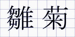 雛菊
