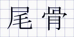 尾骨