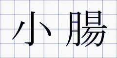 小腸